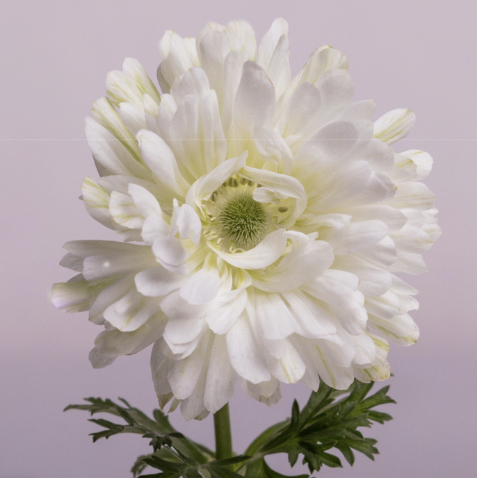 Anemones - Full Star